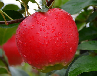 У Франції вивели сорт яблук із надзвичайно яскравим забарвленням